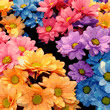 Fiori Fiori