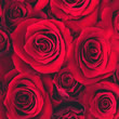 Rose Rose