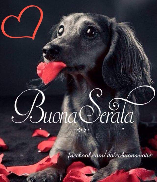 Un cane con una rosa in bocca e la scritta Buona Serata