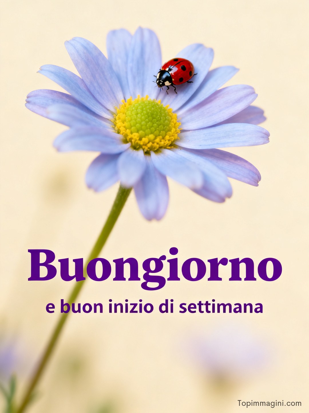 Margherita lilla con coccinella rossa sul petalo e scritta di augurio per la settimana