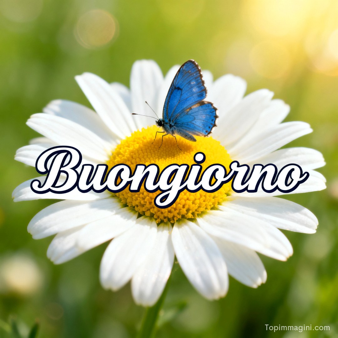 Margherita con farfalla blu sul centro giallo, sfondo verde e luce calda