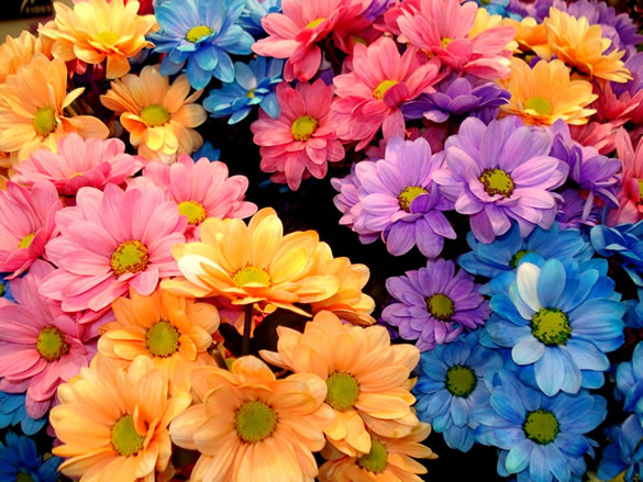 Carta da parati a fiori colorati