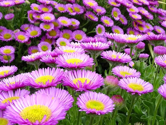 Bellissimo campo di fiori viola