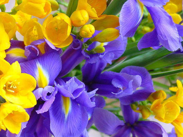 Bellissimi fiori viola e gialli