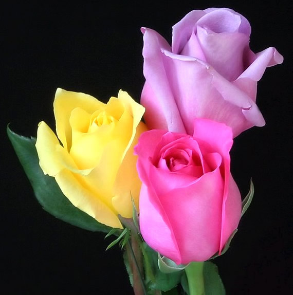 Tre rose colorate