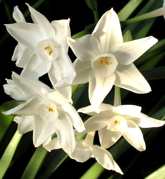 Bei fiori bianchi