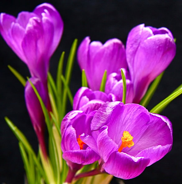 Bellissimi fiori viola