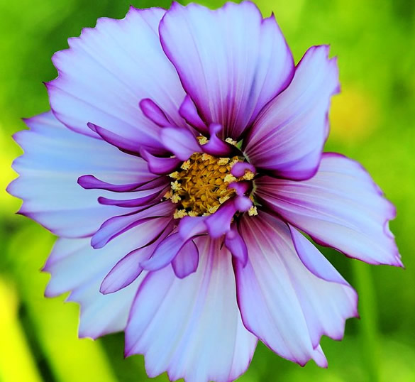 Incredibile foto del fiore lilla