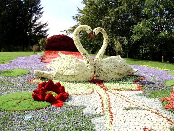 Cigni e paesaggio realizzato con fiori
