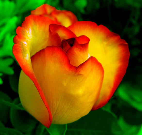 Rosa gialla con arancio