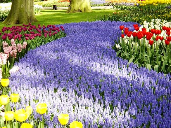 Bellissimo giardino con tulipani