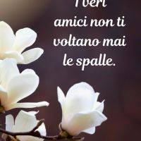 Fiori bianchi su sfondo scuro con frase motivazionale sull'amicizia