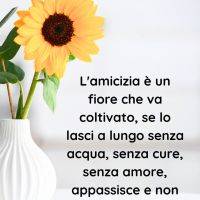 Girasole in vaso bianco su sfondo chiaro con frase sull’amicizia che va coltivata