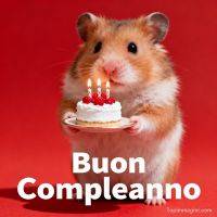 Criceto su sfondo rosso regge una tortina con candeline accese e lamponi, augurio di compleanno