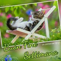 Tenero gattino...