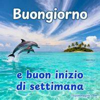 Delfini che saltano in un mare turchese vicino a un’isoletta tropicale: “Buongiorno e buon inizio di settimana”