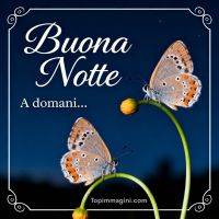 Due farfalle su steli verdi con boccioli, su sfondo blu con scritta di augurio notturno