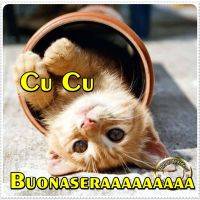 Gatto arancione sbuca da un vaso rovesciato