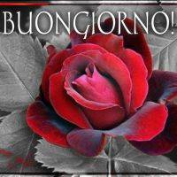 Una rosa rossa in primo piano su sfondo in bianco e nero