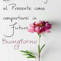 Un fiore rosa con una citazione motivazionale e un saluto 'Buongiorno'