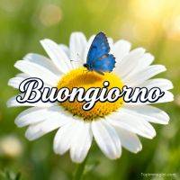 Margherita con farfalla blu sul centro giallo, sfondo verde e luce calda