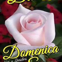 Rosa bianca in primo piano con scritta “Buona Domenica Sera” in giallo su sfondo di fiori rossi