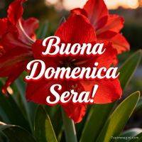 Fiore rosso in primo piano con scritta di augurio per la domenica sera