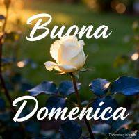Rosa bianca illuminata dal sole tra foglie scure, con scritta di augurio