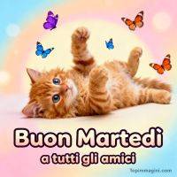 Gattino arancione sdraiato con farfalle colorate e scritta di augurio per il martedì