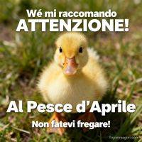 Anatroccolo giallo su erba con scritta che avverte di non farsi fregare dal pesce d'aprile