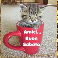 Gattino assonnato dentro una tazza rossa con scritta di auguri per il sabato