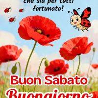 Papaveri rossi in un campo sotto cielo azzurro con coccinelle e augurio di buon sabato e buongiorno