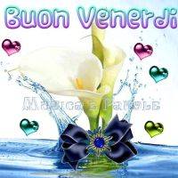 Calla bianca con fiocco blu e schizzi dacqua, circondata da cuori rosa e verdi