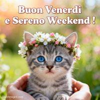 Gattino con occhi azzurri e coroncina di fiori, tenuto tra le mani su sfondo verde sfocato